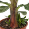 Musa – ↨ 75 cm – ⌀ 24 cm