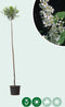 Bol sierkers 200 cm stamhoogte | Prunus em. 'Umbraculifera' 6-10 cm 200 cm| Bomenbezorgd.nl