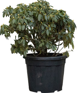 Rhododendron Percy wiseman | Rhododendron 'Percy wiseman' | Bomenbezorgd.nl