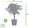 Schefflera Arboricola Gold Capella in Elho® Greenville pot ↨ 100cm - hoge kwaliteit planten
