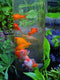 Ubbink Vijvervistoren - 50 cm + voet 20 cm - Acryl