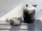 XLBoom Dora Low Mand - in Staal - Ronde Opbergmand - Zwart - 43,5 x 43,5 x 20 cm