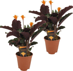 Plant in a Box - Calathea Crocata - Luchtzuiverend - Set van 2 kamerplanten - Pot 14cm - Hoogte 40-50cm