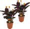 Plant in a Box - Calathea Crocata - Luchtzuiverend - Set van 2 kamerplanten - Pot 14cm - Hoogte 40-50cm