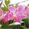 Plants by Frank - Set van 6 Mandevilla Roze Planten - 6 x Dipladenia Roze in 12 cm Pot - Mediterrane Planten - Vers uit de Kwekerij geleverd - Klimplanten