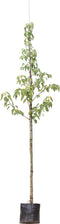 Zakdoekenboom | Davidia involucrata 10-14 cm | Bomenbezorgd.nl