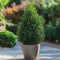 Plant in a Box - Ilex crenata 'Piramide' - Japanse hulst - set van 2 - Tuinplant - Potplant - ⌀21 cm - Hoogte 55-65 cm