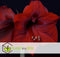 Plant in a Box - Amaryllis - Set van 2 - Hippeastrum - Bloembollen - Donkerrode bloemen