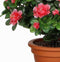 Kunstplant Azalea Peach - H 35cm - Terracotta sierpot - Mica Decorations