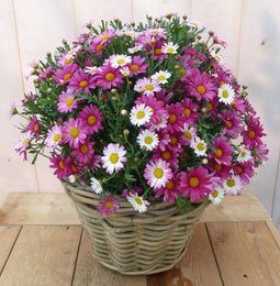 Magriet roze in mand