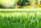 Hortensus Gazonzaad 1kg - Nieuw Gazon 40 m² of Herstel 60 m² - Donkergroen Gras zonder Onkruid