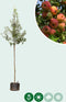 Sierappel Evereste | Malus 'Evereste' 10-14 cm | Bomenbezorgd.nl