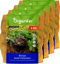 Pootaardappelen Bintje A 28/35 - 20 Kg - Plantgoed - Nak-Gecertificeerd - Geschikt Voor Langdurige Opslag - Gemiddelde Resistentie Tegen Knol-Phytophthora - Geschikt Voor Zand- En Kleigrond - Oogst In 120 Dagen - Organifer