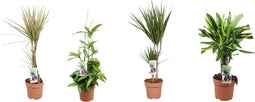 Goed & Groen - Combipakket - Dracaena Surculosa, Bicolor, Golden Coast en Marginata -↨ 80cm - Potmaat 17 - Kwaliteit Planten - Kamer Plant - Kamerplanten - Sfeer