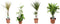 Goed & Groen - Combipakket - Dracaena Surculosa, Bicolor, Golden Coast en Marginata -↨ 80cm - Potmaat 17 - Kwaliteit Planten - Kamer Plant - Kamerplanten - Sfeer