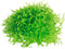 Easy grow 117 utricul.graminifolia