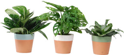 Urban plantenmix in Romy keramiek
