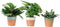 Urban plantenmix in Romy keramiek