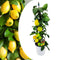 Plant in a Box - Citrus Limon - Citroenboom Piramide - Sierplant met Geurende Bloemen - Pot 17cm - Hoogte 60-65cm