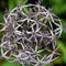 Plant in a Box - Allium Christophii x30 - Bloembollen - Sierui - Paars - Hollandse bollen