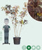 Rode Perzische slaapboom meerstammig Albizia julibrissin Summer Cho...