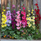 Plant in a Box - Alcea rosea - Mix van 6 - 'Spring celebrities' Rood, geel, paars - Pot 9cm - Hoogte 25-40cm
