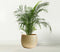 Olly & Rose Barcelona - Keramische Plantenpot - Handgemaakt Goud 25cm (10 inch)