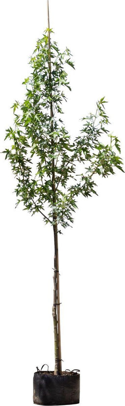 Amberboom laagstam Liquidambar styraciflua 250 cm