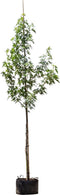 Amberboom laagstam Liquidambar styraciflua 250 cm
