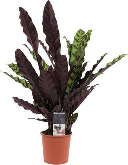 Decorum Calathea Insigne – ↨ 55cm – ⌀ 14cm