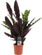 Decorum Calathea Insigne – ↨ 55cm – ⌀ 14cm