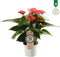 Anthurium Pink Champion – ↨ 30cm – ⌀ 9cm