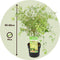 Plant in a Box - Acer palmatum 'Butterfly' - Japanse Esdoorn -Winterhard - Tuinplant - Pot 19cm - Hoogte 50-60cm