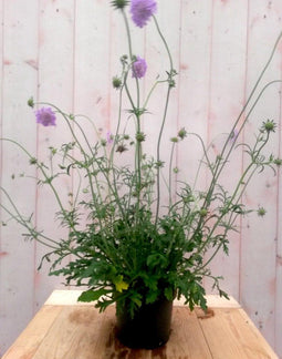 IJzerhard Verbena blauw
