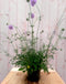 IJzerhard Verbena blauw