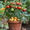 Plant in a Box - TomTato - Set van 2 - Tomaat en Aardappel in één - Unieke Groenteplant - Pot 10.5cm - Hoogte 25-40cm