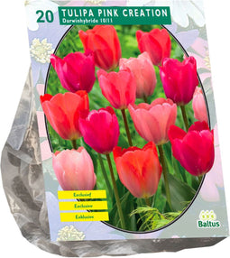 Baltus - Bollen Tulipa Pink Creation 20 stuks
