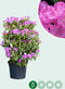 Rhododendron Roseum elegans | Rhododendron 'Roseum elegans' | Bomenbezorgd.nl