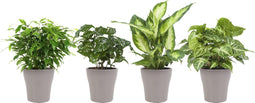 Combibox hippe kamerplanten in Anne Taupe keramiek – ↨ 25cm – ⌀ 12cm