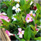 Plants by Frank - Set van 6 Mandevilla White Planten - 6 x Dipladenia Wit in 12 cm pot - Mediterrane planten - Vers uit de kwekerij geleverd - Klimplanten