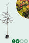 Rode beuk | Fagus syl. 'Atropunicea' 14-18 cm | Bomenbezorgd.nl