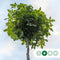 Amberboom bolvorm 220 cm stamhoogte | Liquidambar s. 'Gum Ball' 6-10 cm 220 cm| Bomenbezorgd.nl