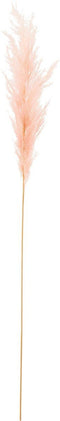 J-Line Droogbloemen Pampas - Tak - gedroogd pluim - lichtroze