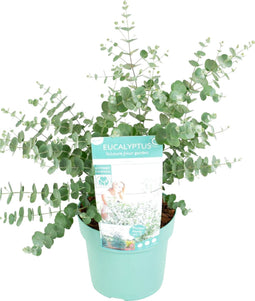 Plant in a Box - Eucalyptus pulverulenta 'Baby Blue' - Eucalyptusstruik - Tuinplant - Pot 19cm - Hoogte 40-45cm