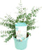 Plant in a Box - Eucalyptus pulverulenta 'Baby Blue' - Eucalyptusstruik - Tuinplant - Pot 19cm - Hoogte 40-45cm