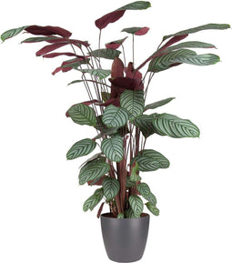 Goed & Groen - Calathea Oppenheimiana (in ELHO Brussels Rond Antraciet) - XL -↨ 130cm - Potmaat 27 - Exclusieve Kwaliteit Planten - Kamer Plant - Kamerplanten - Sfeer - Interieur