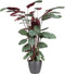 Goed & Groen - Calathea Oppenheimiana (in ELHO Brussels Rond Antraciet) - XL -↨ 130cm - Potmaat 27 - Exclusieve Kwaliteit Planten - Kamer Plant - Kamerplanten - Sfeer - Interieur