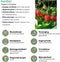 Plants by Frank | Aardbeien plant BIO Set van 3 | Aardbeien | 100% Biologisch gekweekt | Fruit tuin | Fruitplanten | Planten | Tuinplanten Winterhard | Fruitplant