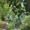 Plant in a Box - Eucalyptus 'Citriodora' - Set van 2 - Eucalyptusstruiken - ⌀19cm - Hoogte 35 cm - Citroengeur - Tegen muggen