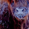 Customize it - Tuinschilderij hoogl wntr 70x50